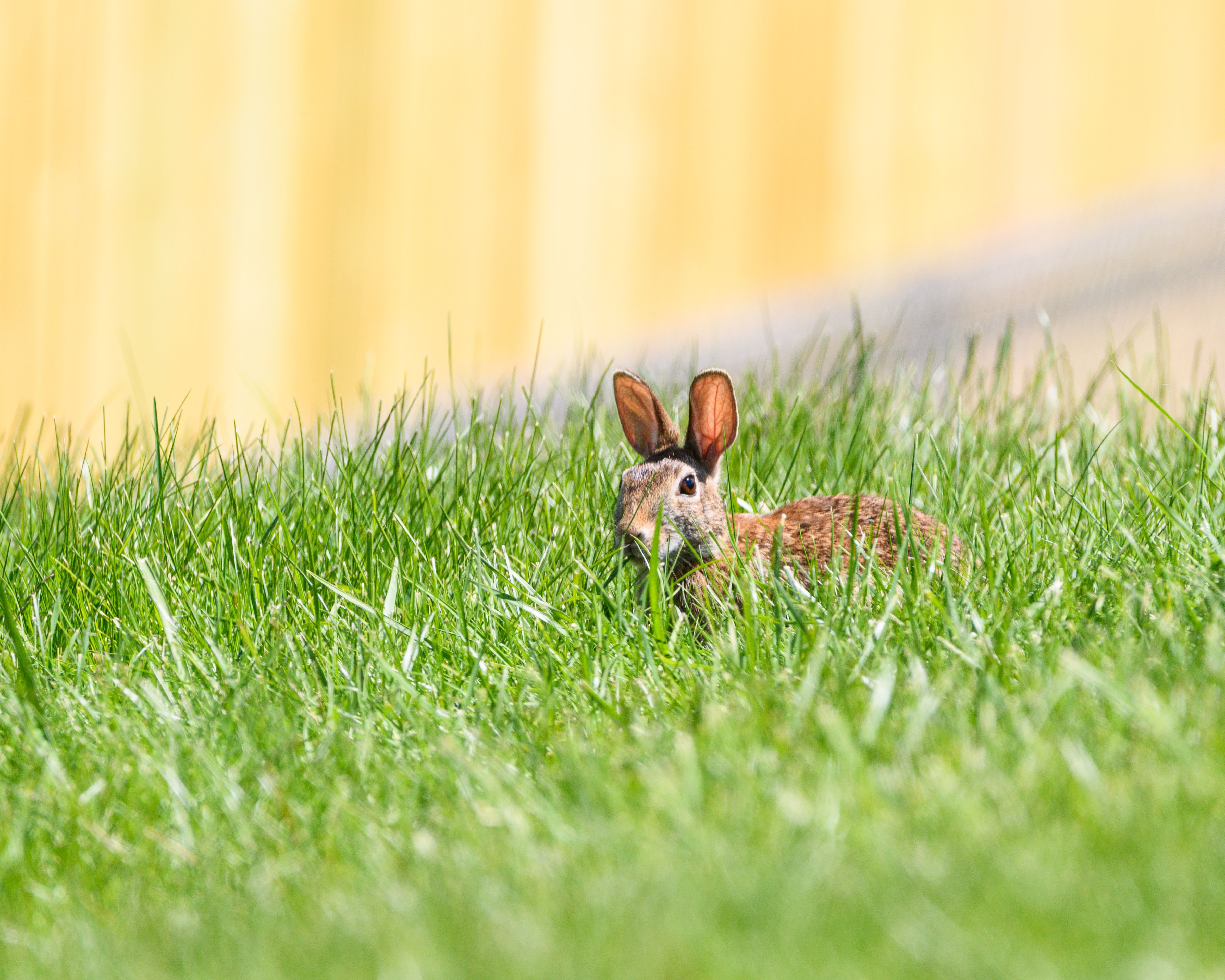 A cute rabbit peeks through vibrant green grass, creating a natural and serene scene perfect for nature lovers.