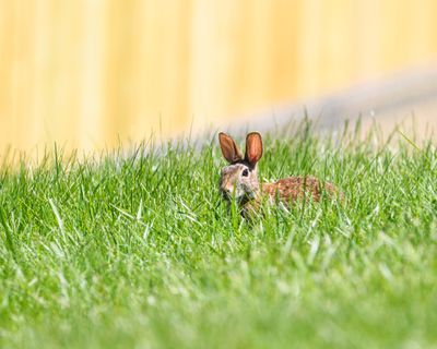 My Rabbit Chewed Through a Charger — a Baseboard, and My Last Nerve, Here's the Foraging Fix