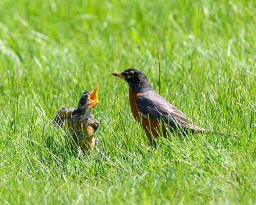 Free A mother American Robin with its chick in a sunny grassy field. Perfect for nature lovers. Stock Photo