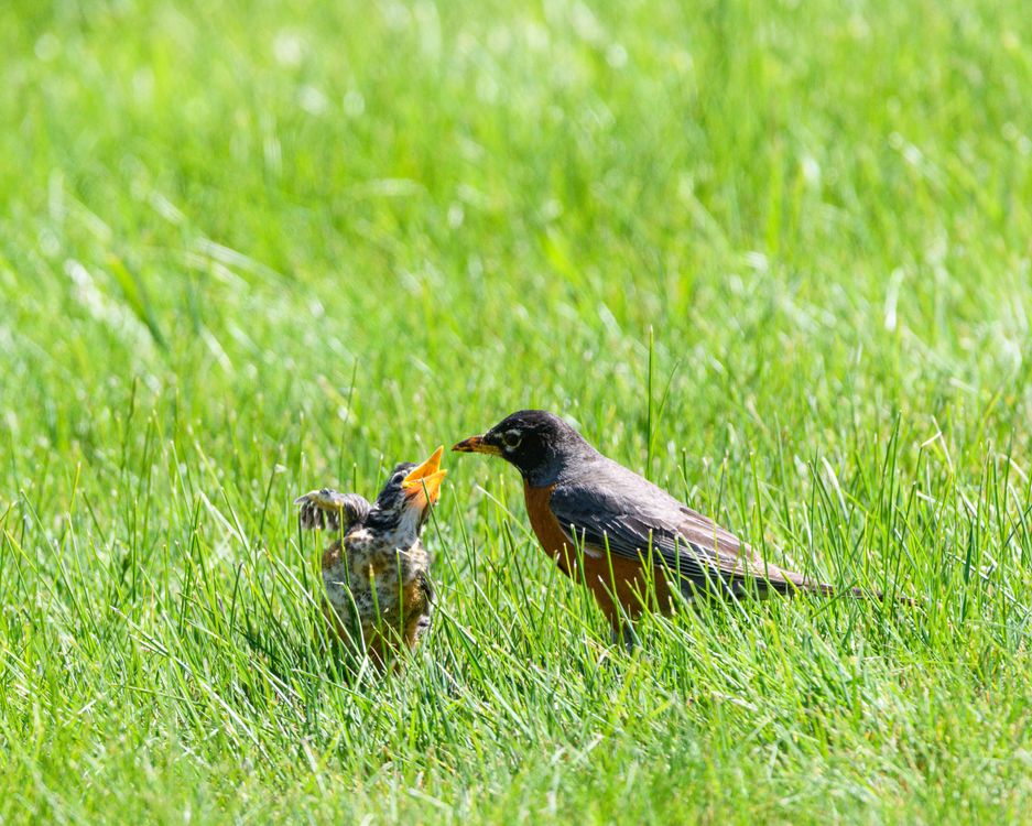 Mother Robin Feeding Baby in Green Grass · Free Stock Photo