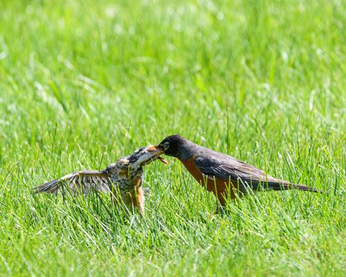 Free A mother American robin feeding her chick on a grassy field, showcasing nature's nurturing bond. Stock Photo