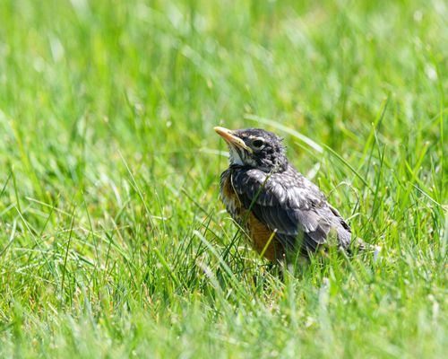 Free A juvenile American Robin (Turdus migratorius) resting in a lush green lawn, showcasing its natural habitat. Stock Photo