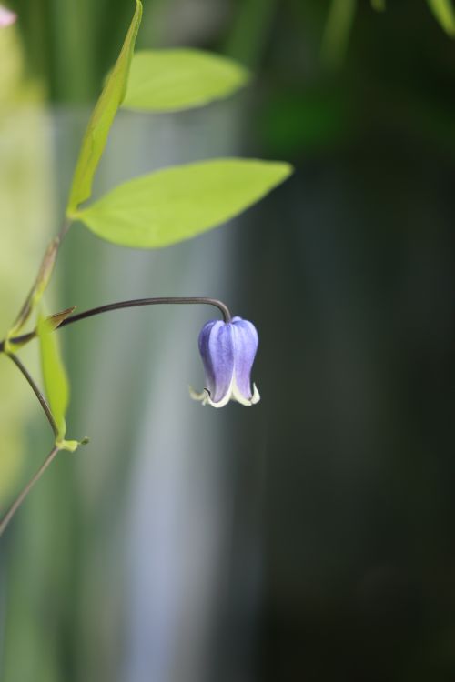 Free Close-up of a single blue bell-shaped flower with green leaves, outdoor greenery background. Stock Photo