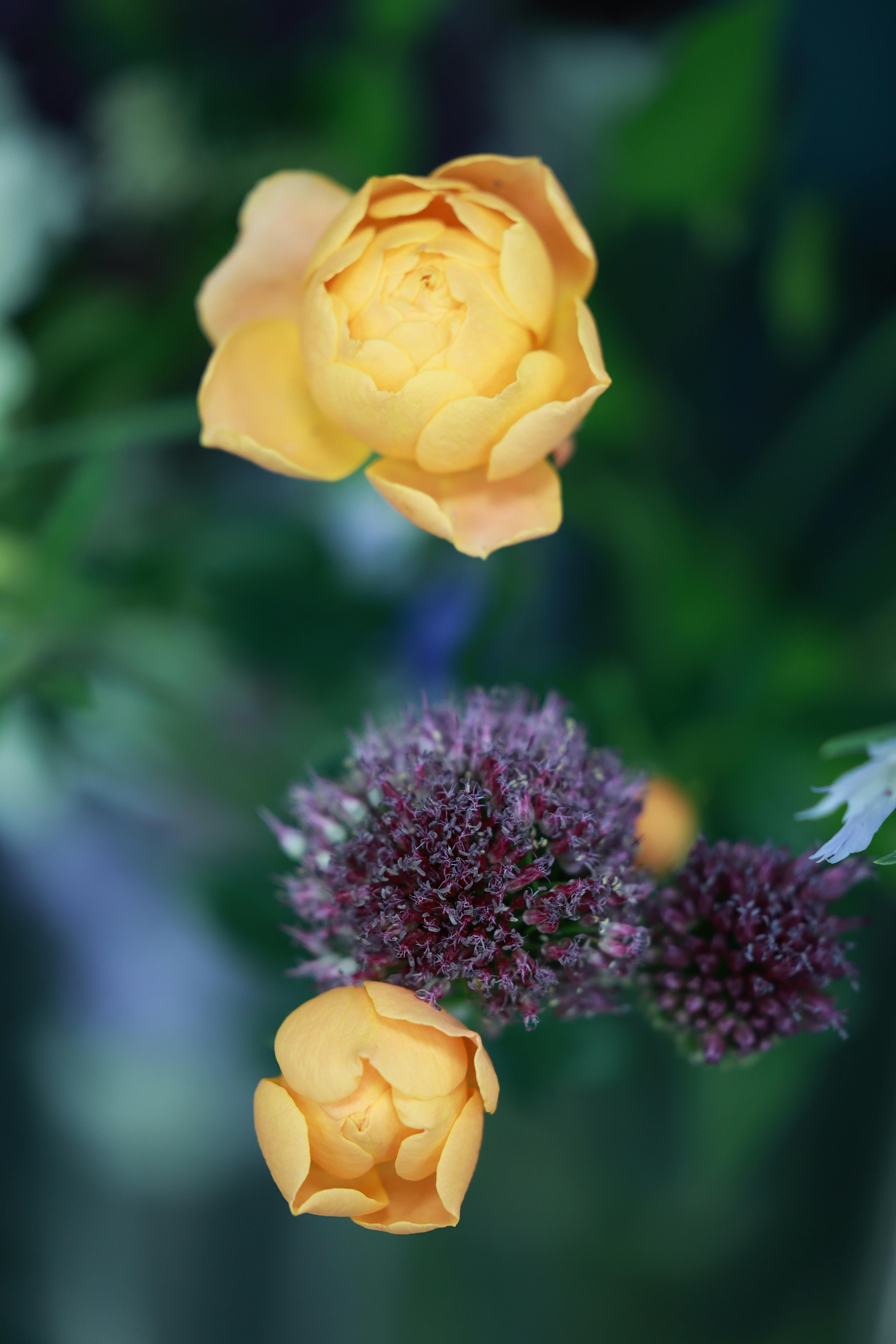 [ColoSach]-close-up-of-vibrant-yellow-roses-and-purple-allium,-highlighting-natural-beauty-and-floral-detail.