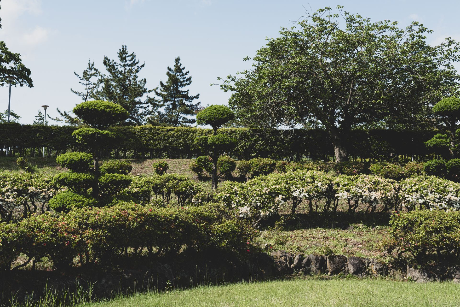Serene outdoor garden with meticulously pruned shrubs and lush greenery under a clear blue sky.