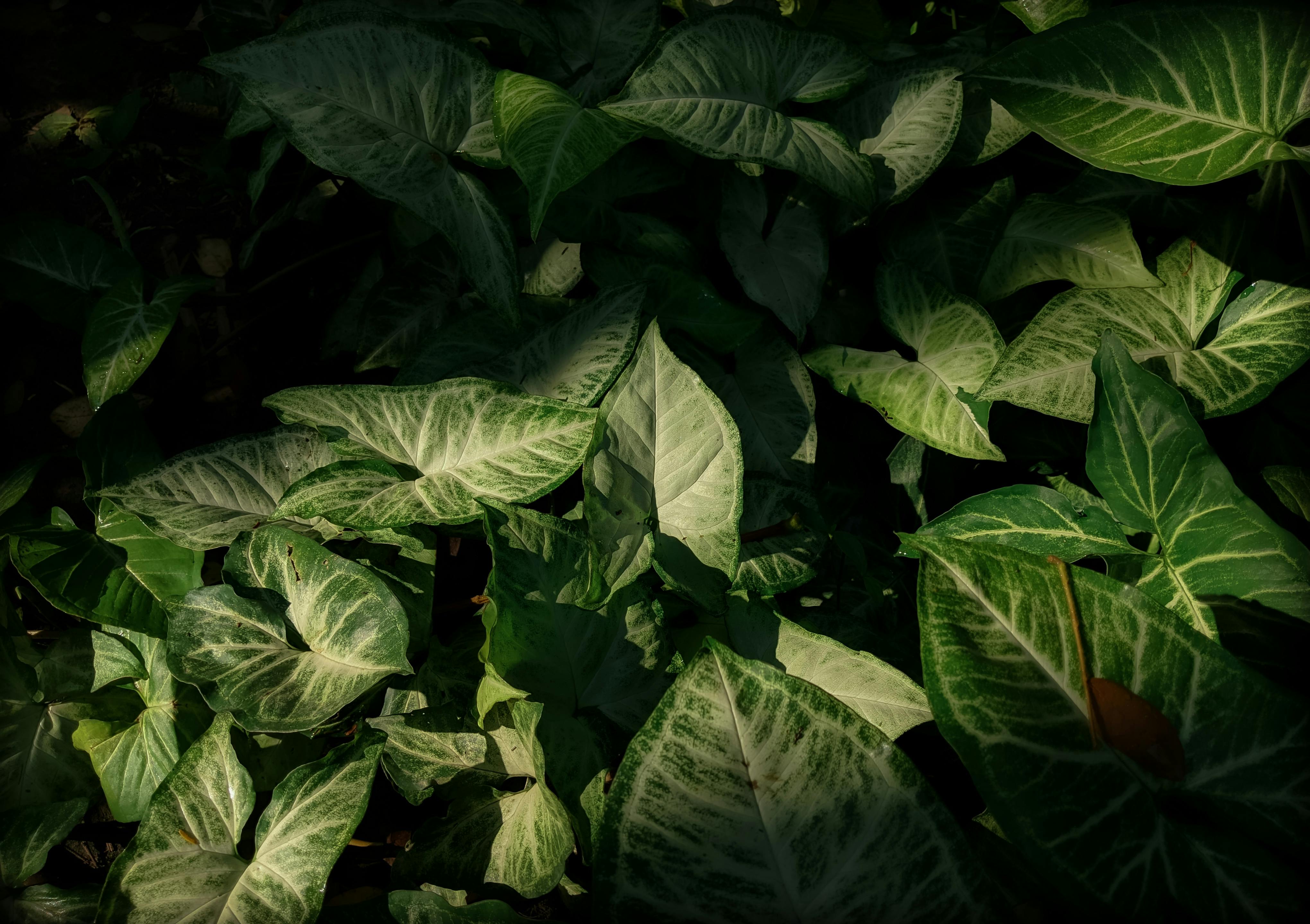 Vibrant green leaves in natural light, creating a contrast of dark and light tones, captured outdoors.
