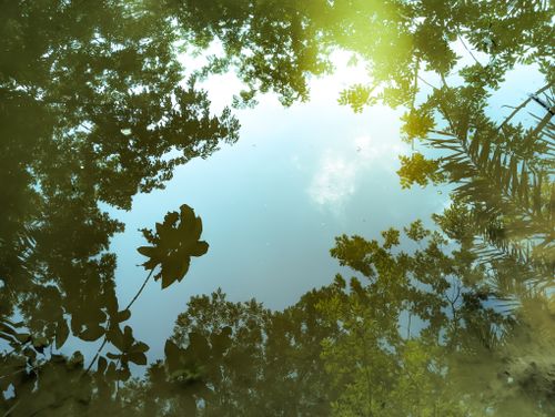 Free Serene capture of tree reflections in water, creating a natural art piece in Pirojpur, Bangladesh. Stock Photo