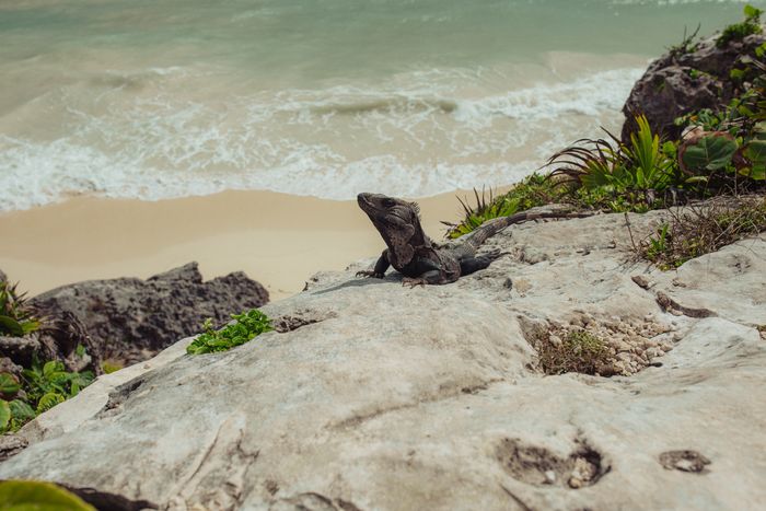 A rock iguana on limestone above a sandy beach