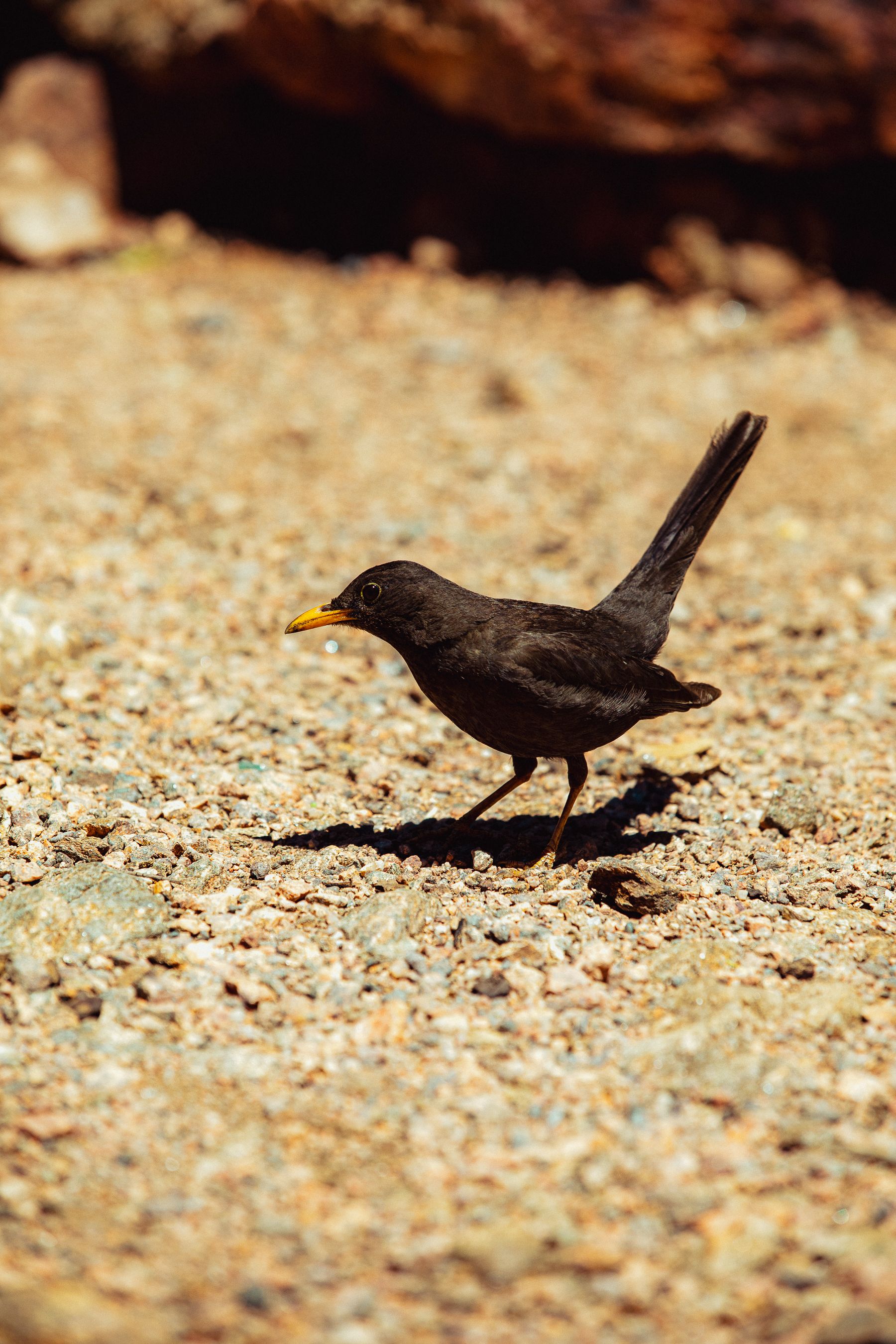 A black bird with a yellow beak stands on rocky terrain in Córdoba, Argentina, under bright sunlight.
