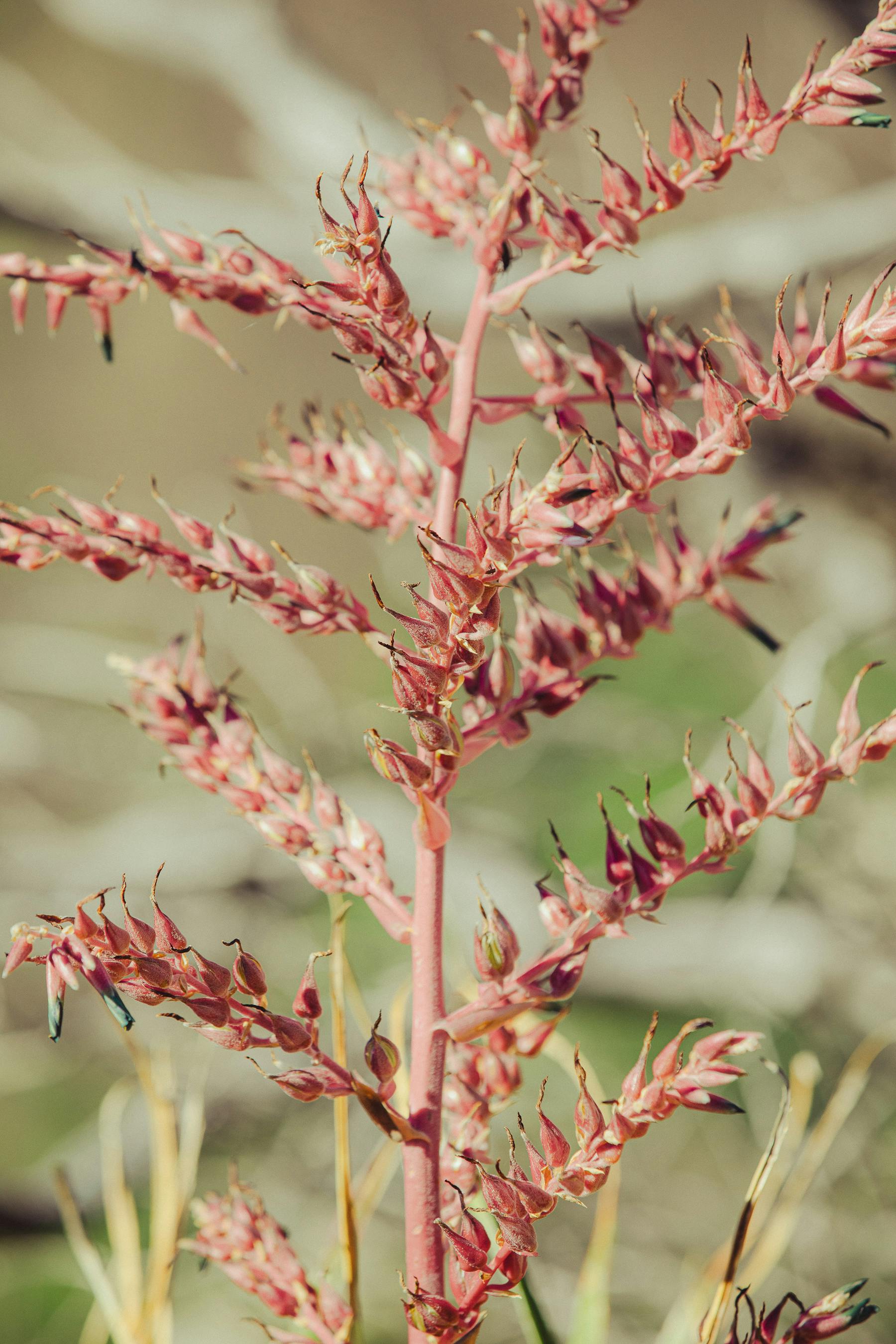 Close-up of a flowering desert plant in Córdoba, Argentina, showcasing vibrant colors.