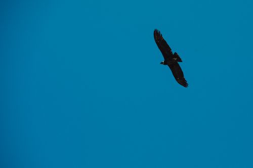 Free An Andean condor gracefully glides against a bright blue sky in Córdoba, Argentina. Stock Photo