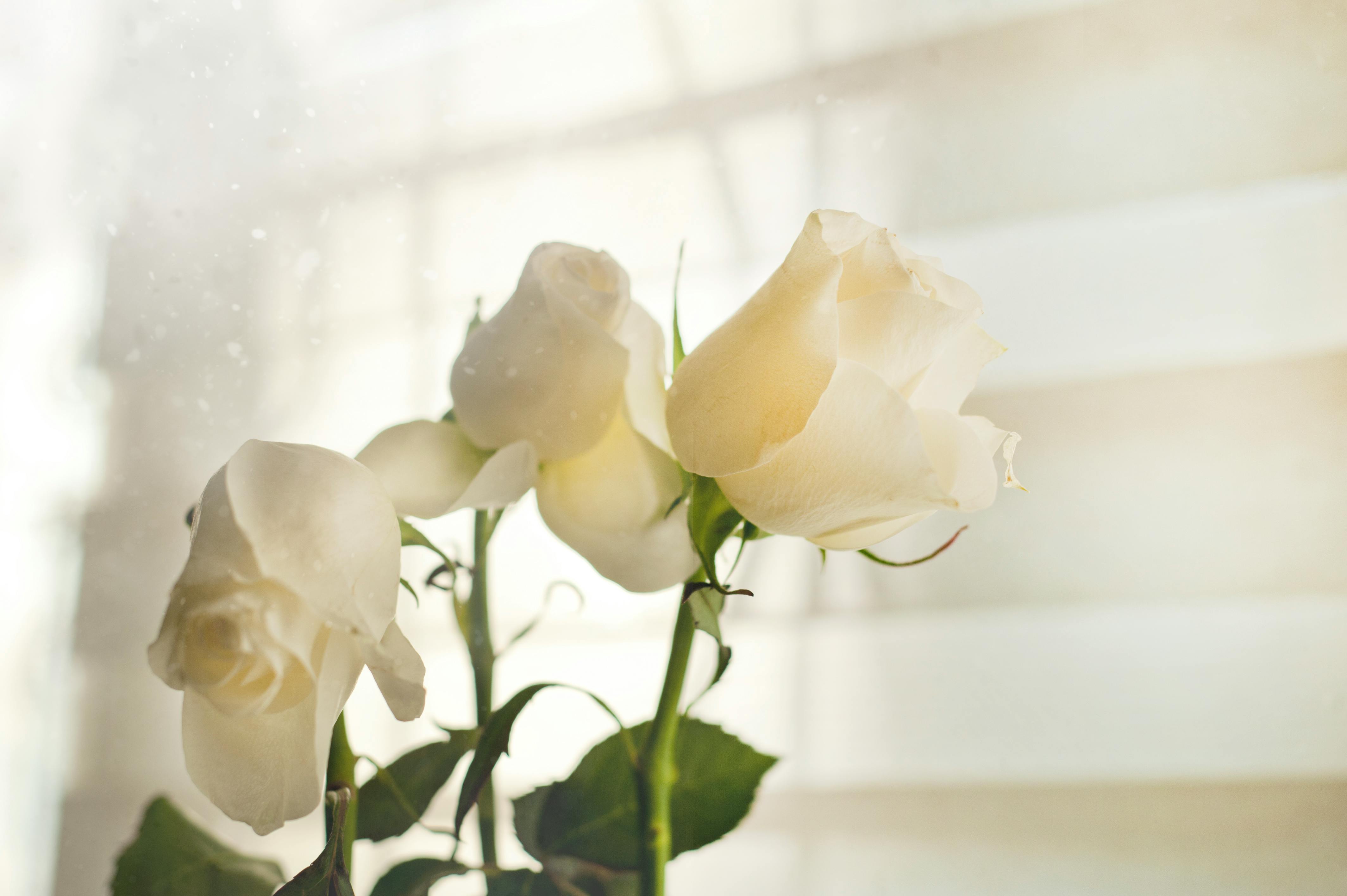 Three White Roses · Free Stock Photo