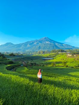 A serene view of Mount Arjuno amidst lush rice fields in East Java, Indonesia.
