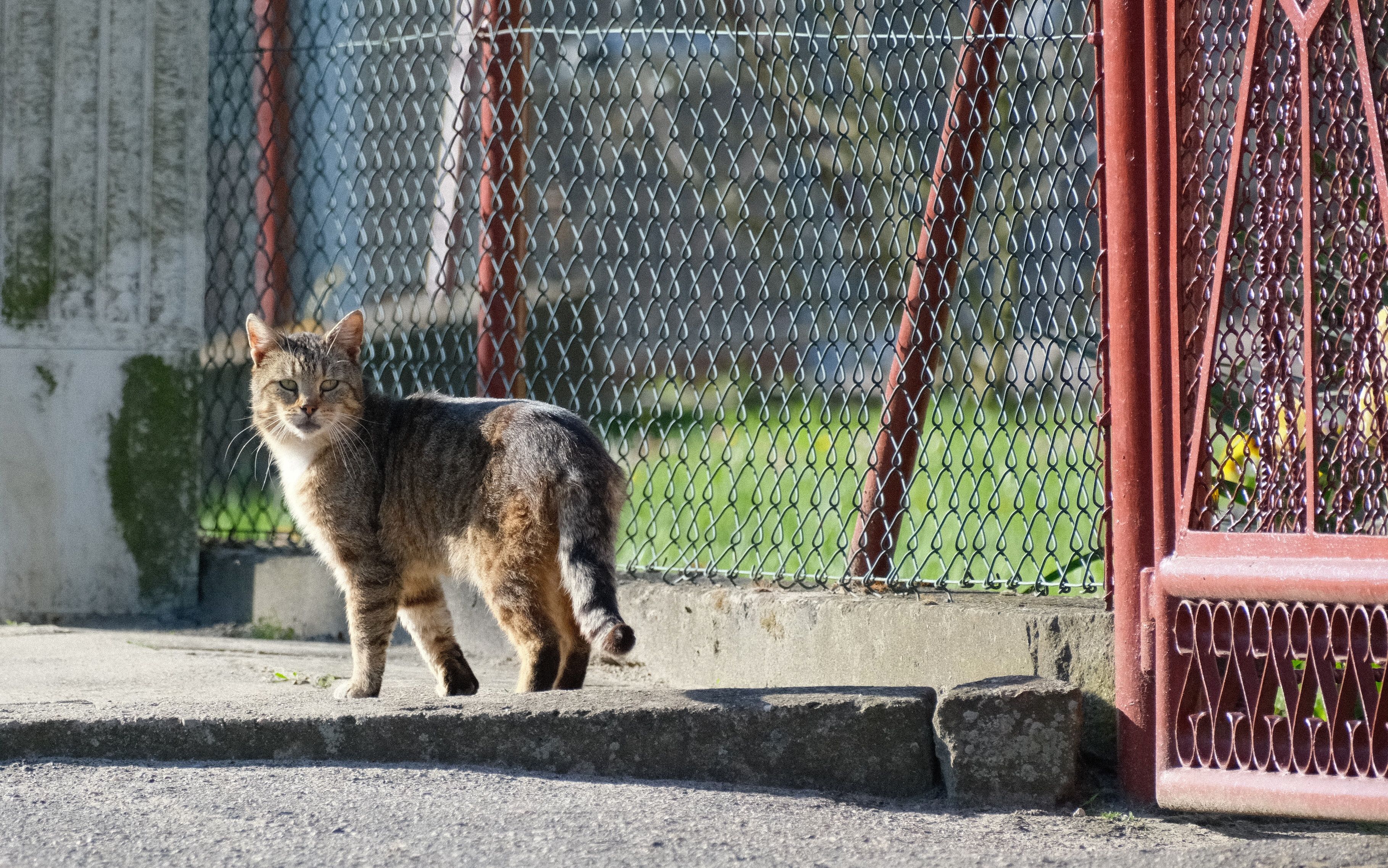 Curious Tabby Cat Near a Metal Fence Outdoors · Free Stock Photo