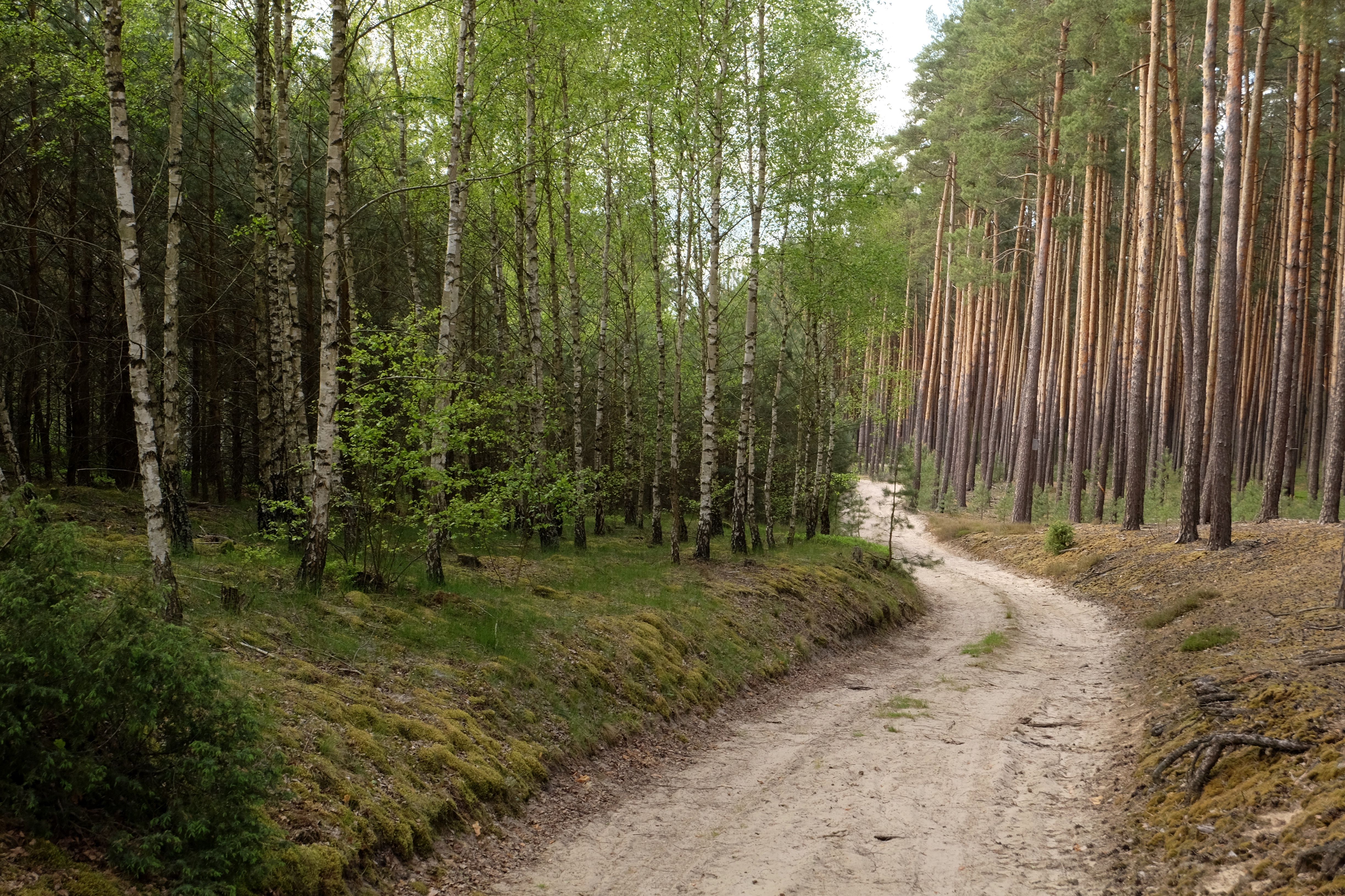 Serene Forest Pathway Through Birch and Pine Trees · Free Stock Photo