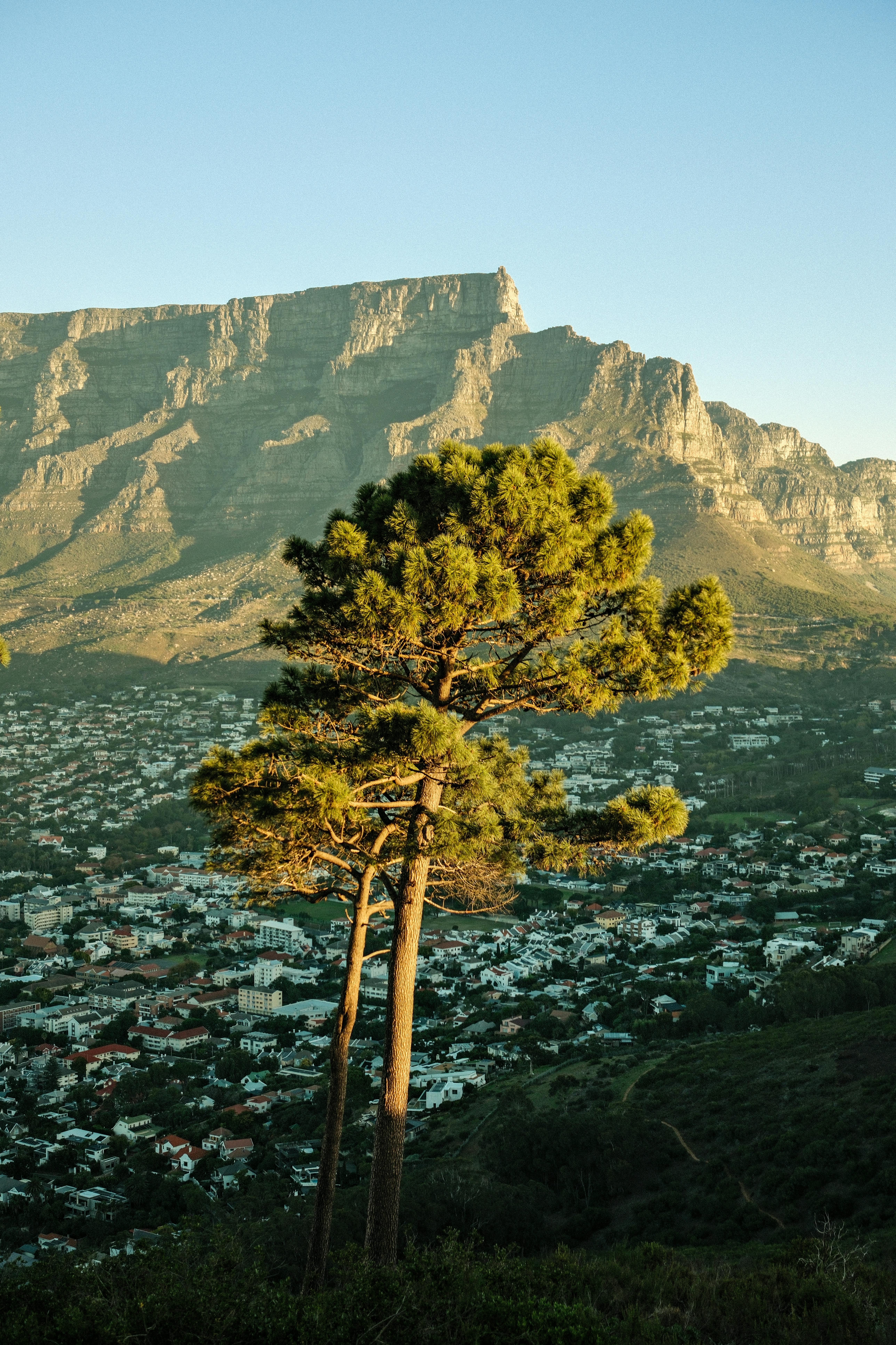 Lush green tree against the majestic backdrop of Table Mountain, Cape Town.