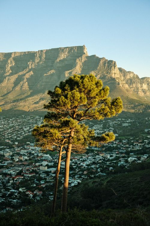 Free Lush green tree against the majestic backdrop of Table Mountain, Cape Town. Stock Photo