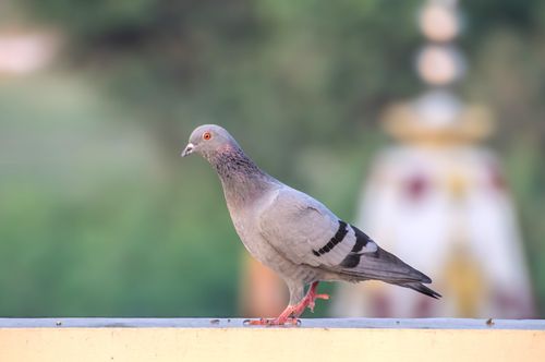 Free A rock pigeon with grey feathers and red eyes perched on a ledge with a blurred green background. Stock Photo