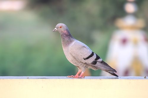 Free A detailed close-up of a rock pigeon perched on a ledge with a blurred natural background. Stock Photo