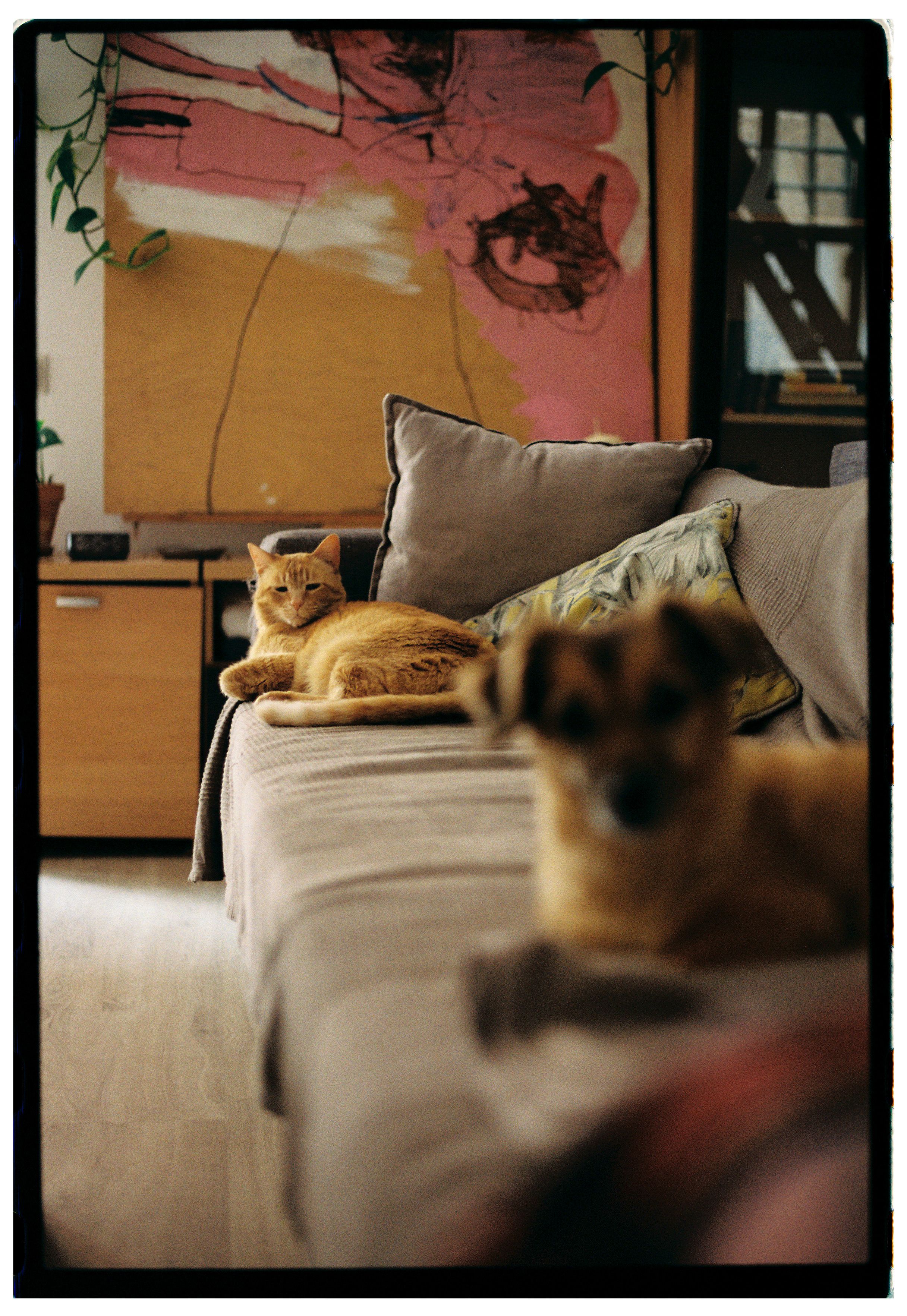 Cat and dog lounging together on a cozy couch