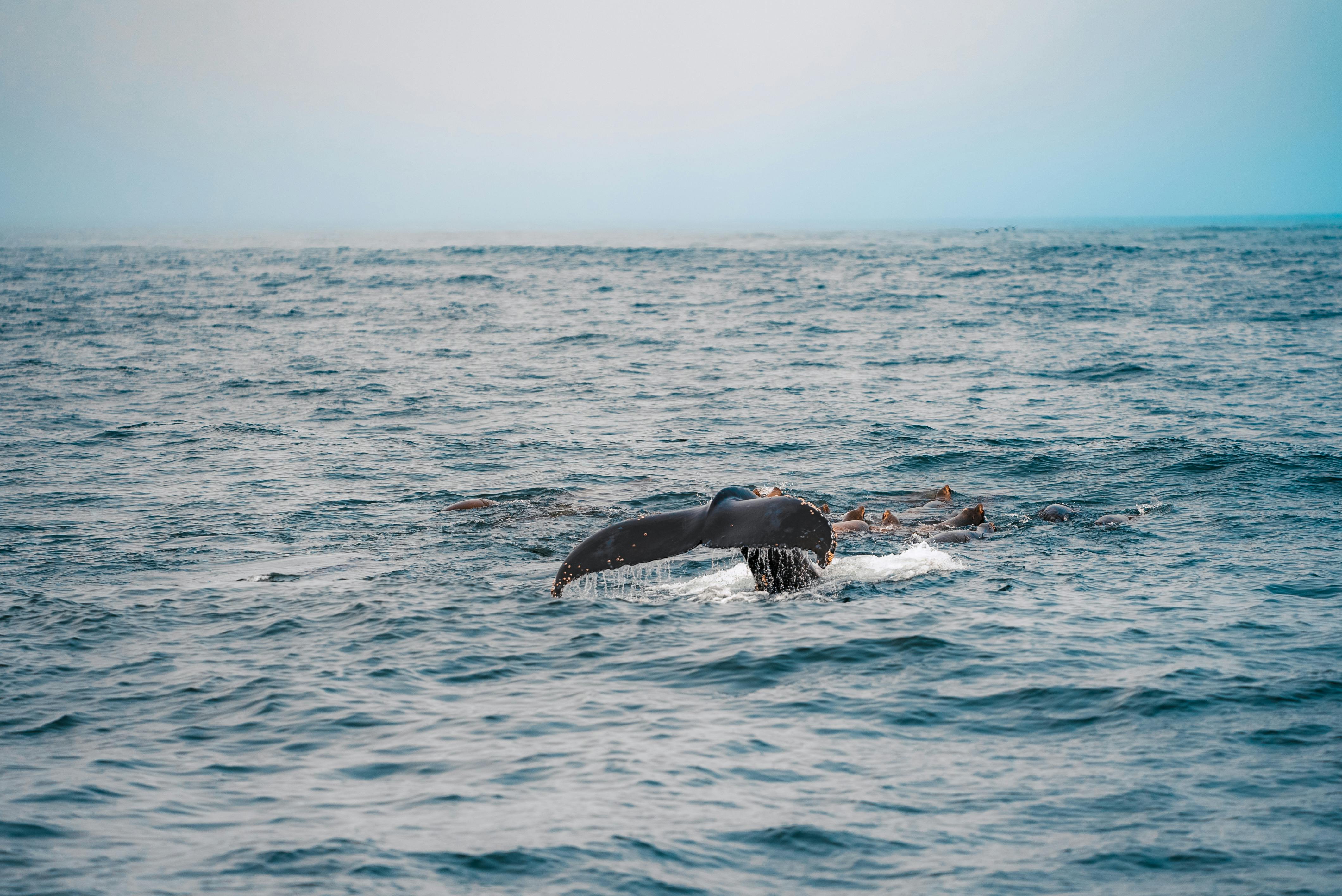 Whale Tail Emerging from Santa Cruz Waters