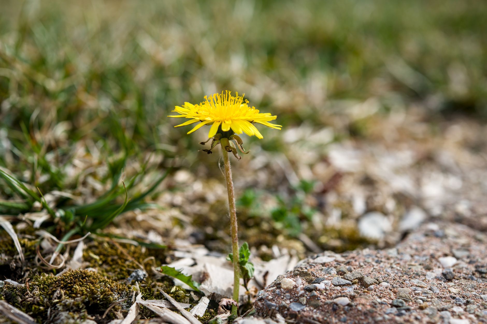 Best Weed Killer for Flower Beds 2026