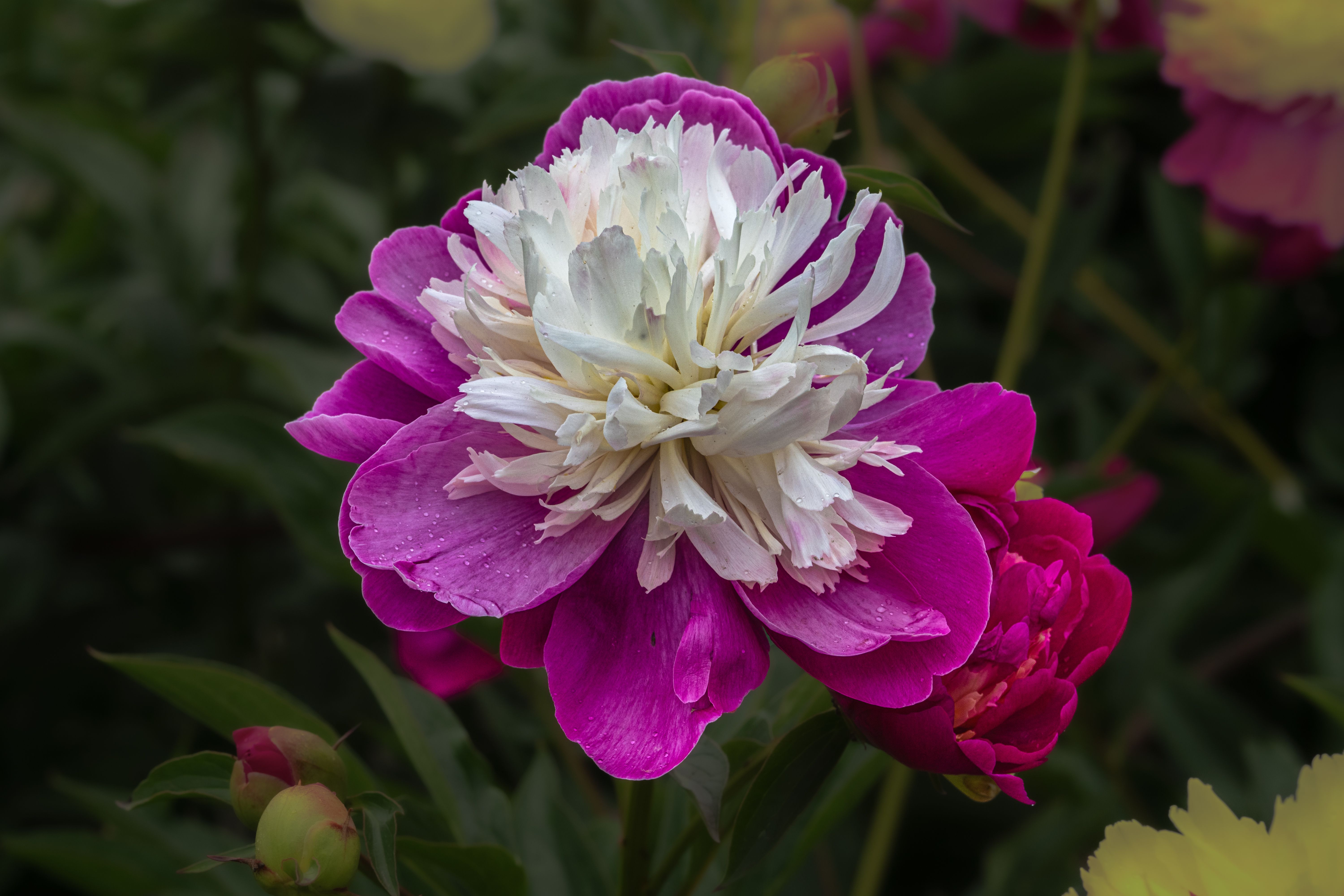 Vibrant Pink and White Peony in Bloom · Free Stock Photo