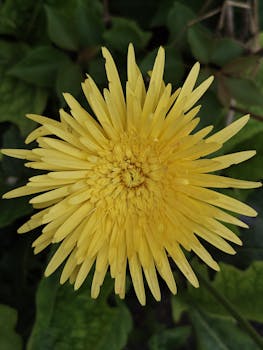 Image related to the NIA investigation of a CRPF Jawan's actions that compromised national security.  National security breach and CRPF are key aspects.