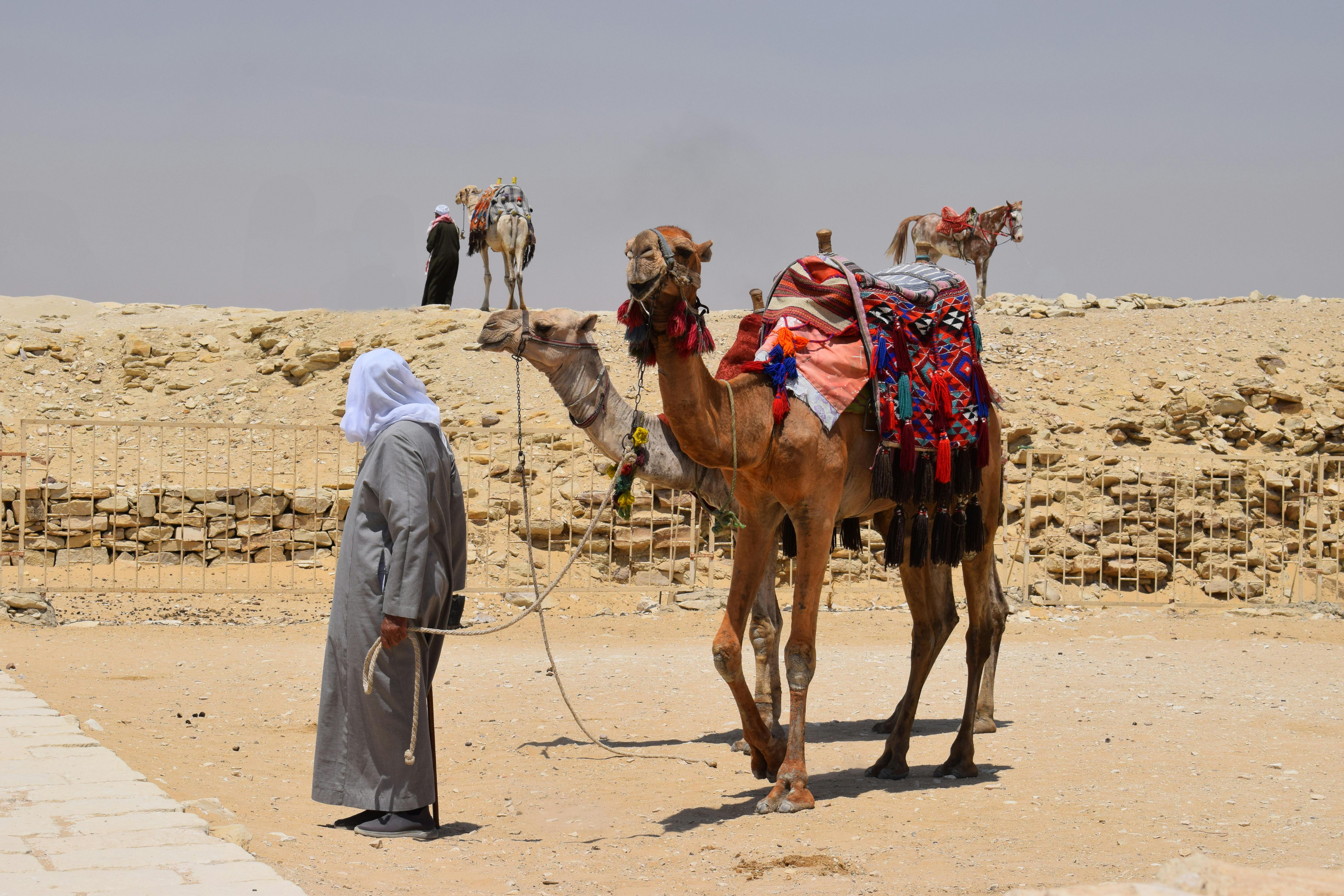 A man leads a colorfully adorned camel in the Cairo desert under the bright sun.