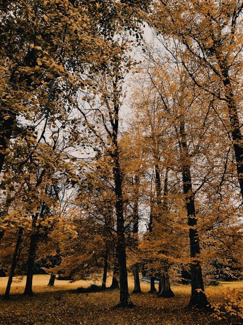 Gratis lagerfoto af ahornblade, dagslys, efterår