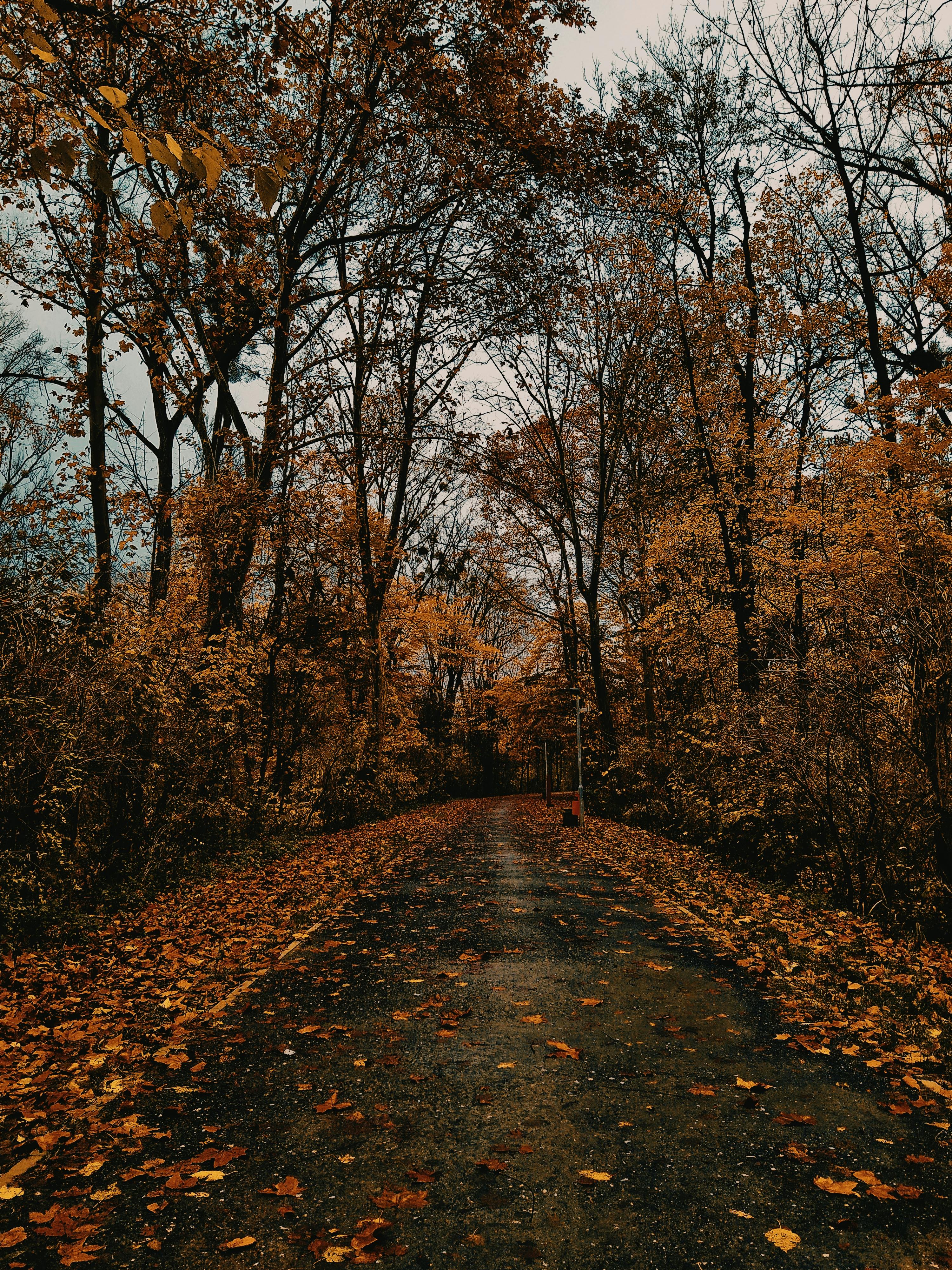 road between trees