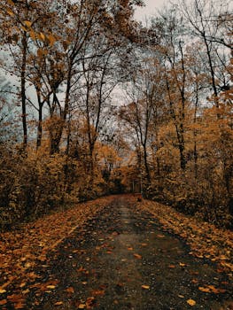 宁静的森林小路上覆盖着金色的秋叶，非常适合秋季的大自然爱好者
