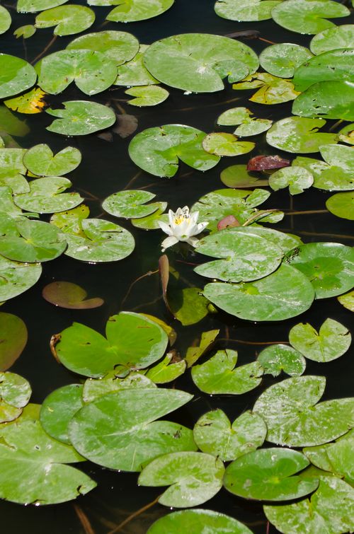 Free Peaceful scene of a lily pond with a blooming white lotus surrounded by green lily pads. Stock Photo
