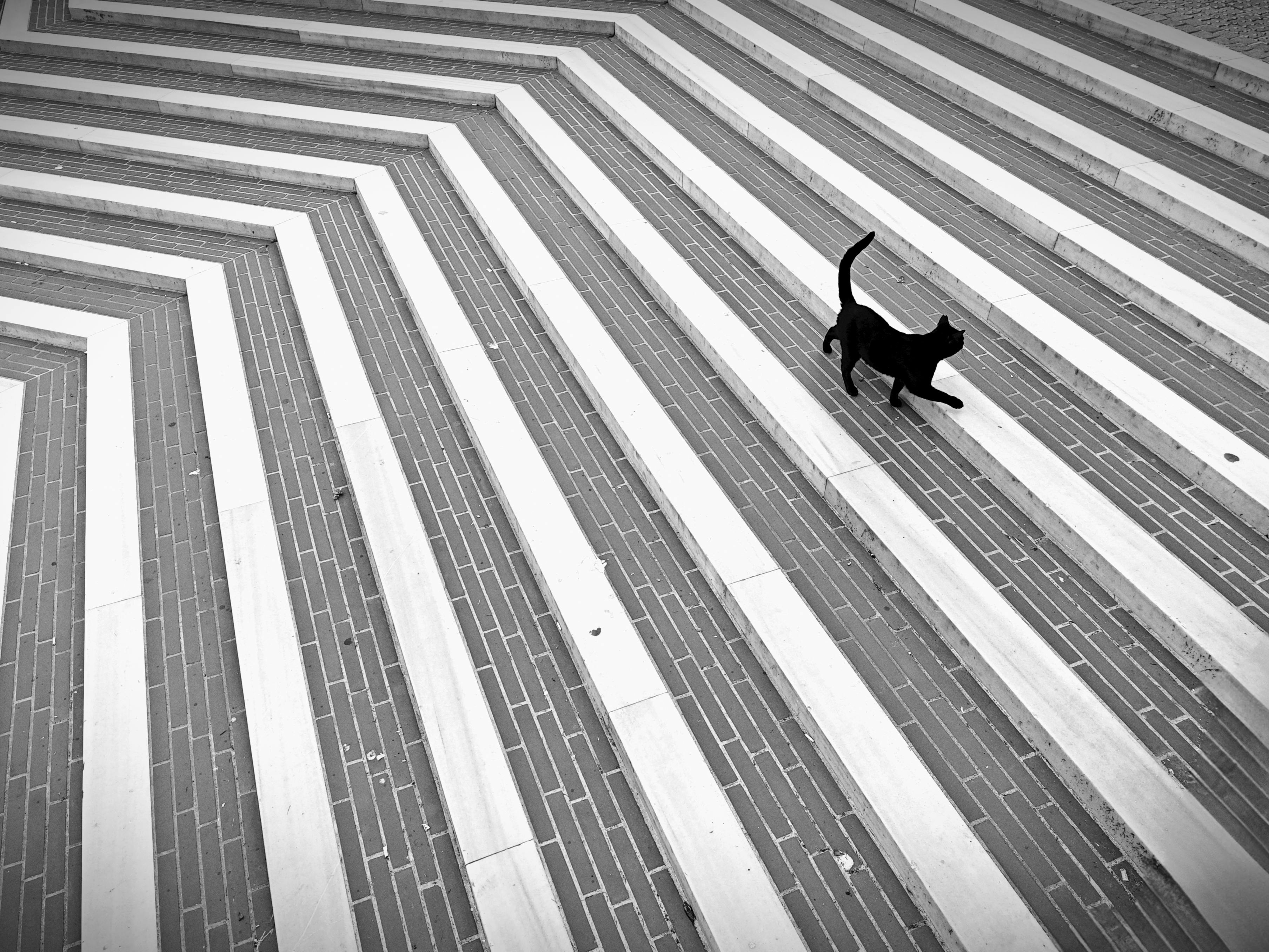 Penthouse Pet Photos, Download The BEST Free Penthouse Pet Stock Photos