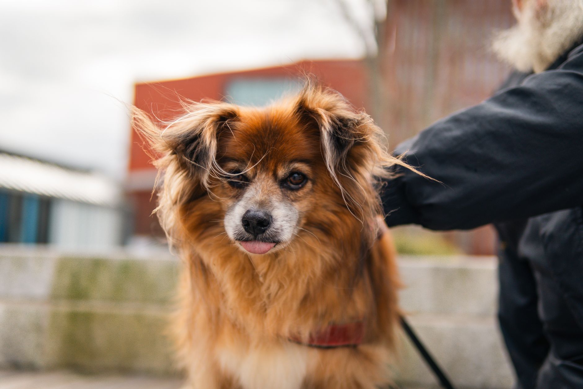 Schattige hond met donzige oren die buiten zit in Brugge, België.