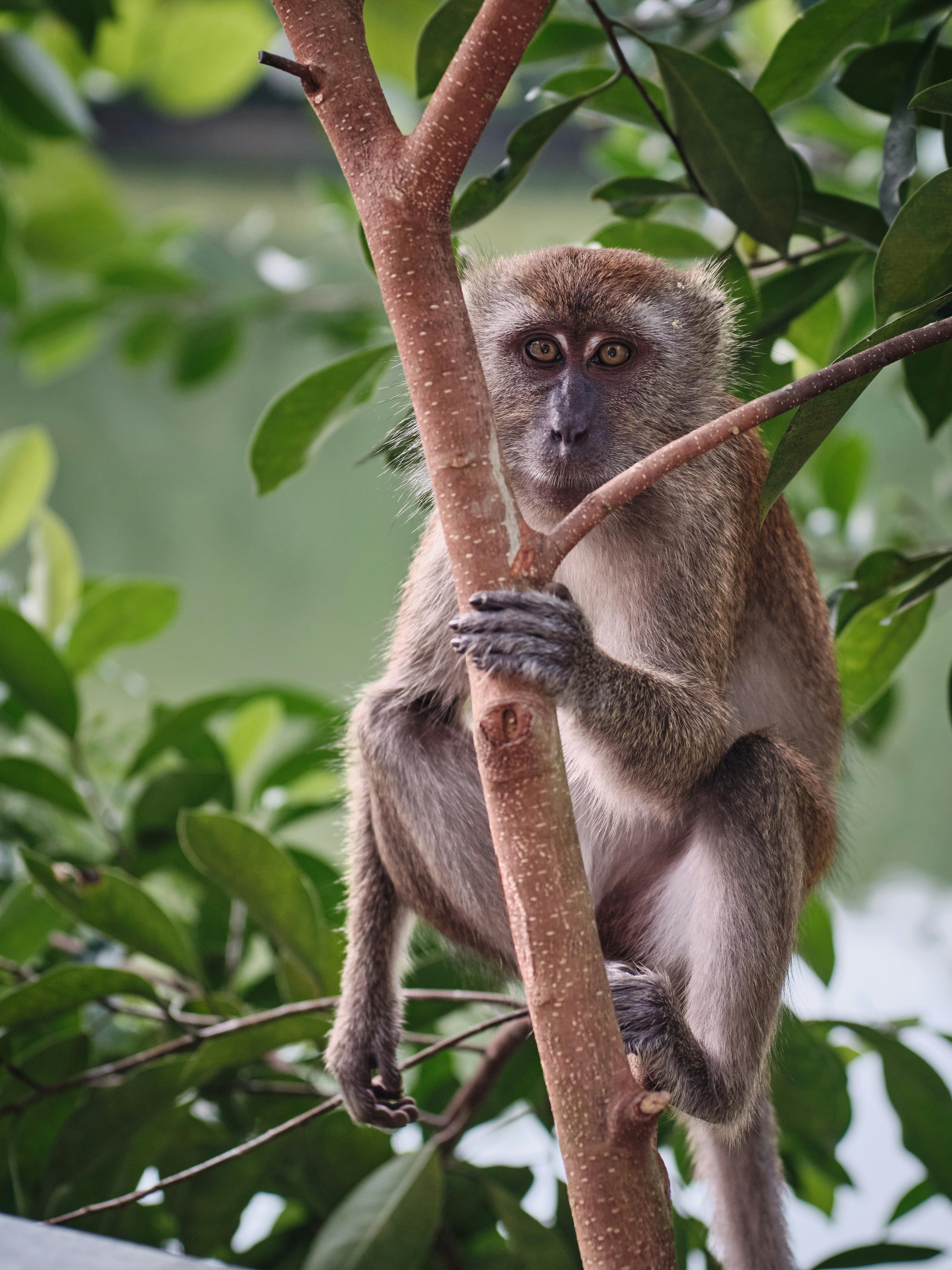 A long-tailed macaque sits on a tree branch in a lush Singapore park, observing its surroundings.