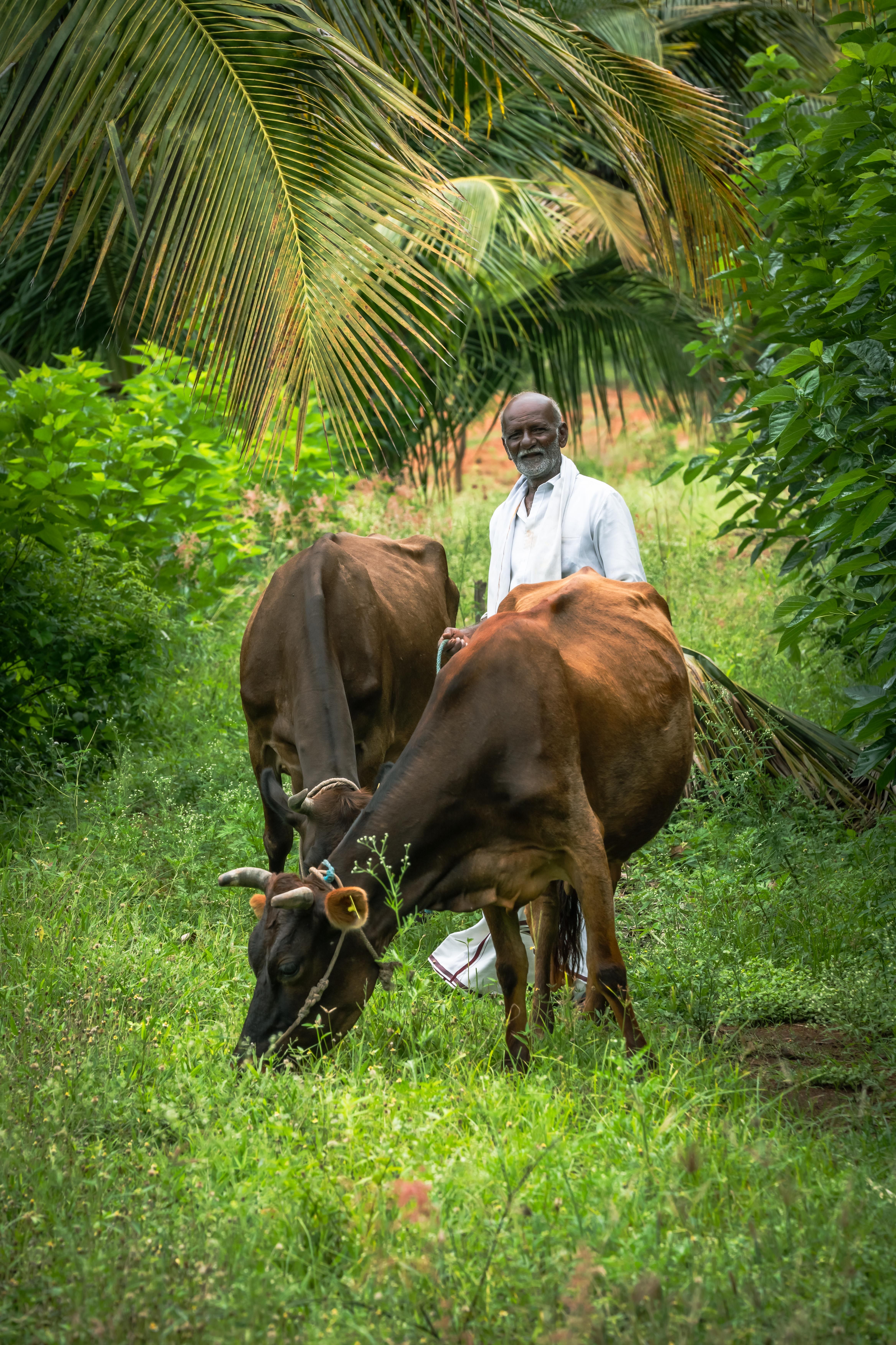 Farmer with Cows Grazing in Lush Green Field · Free Stock Photo