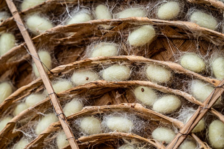 Detailed view of silkworm cocoons nestled in traditional bamboo trays, showcasing natural textures.