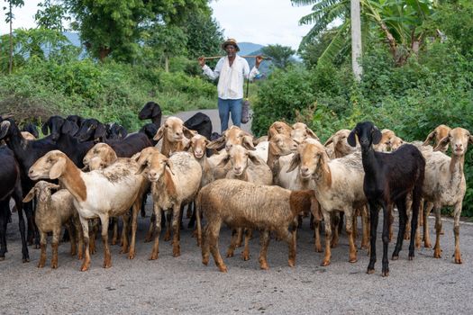 A shepherd herding goats on a rural road surrounded by lush greenery.