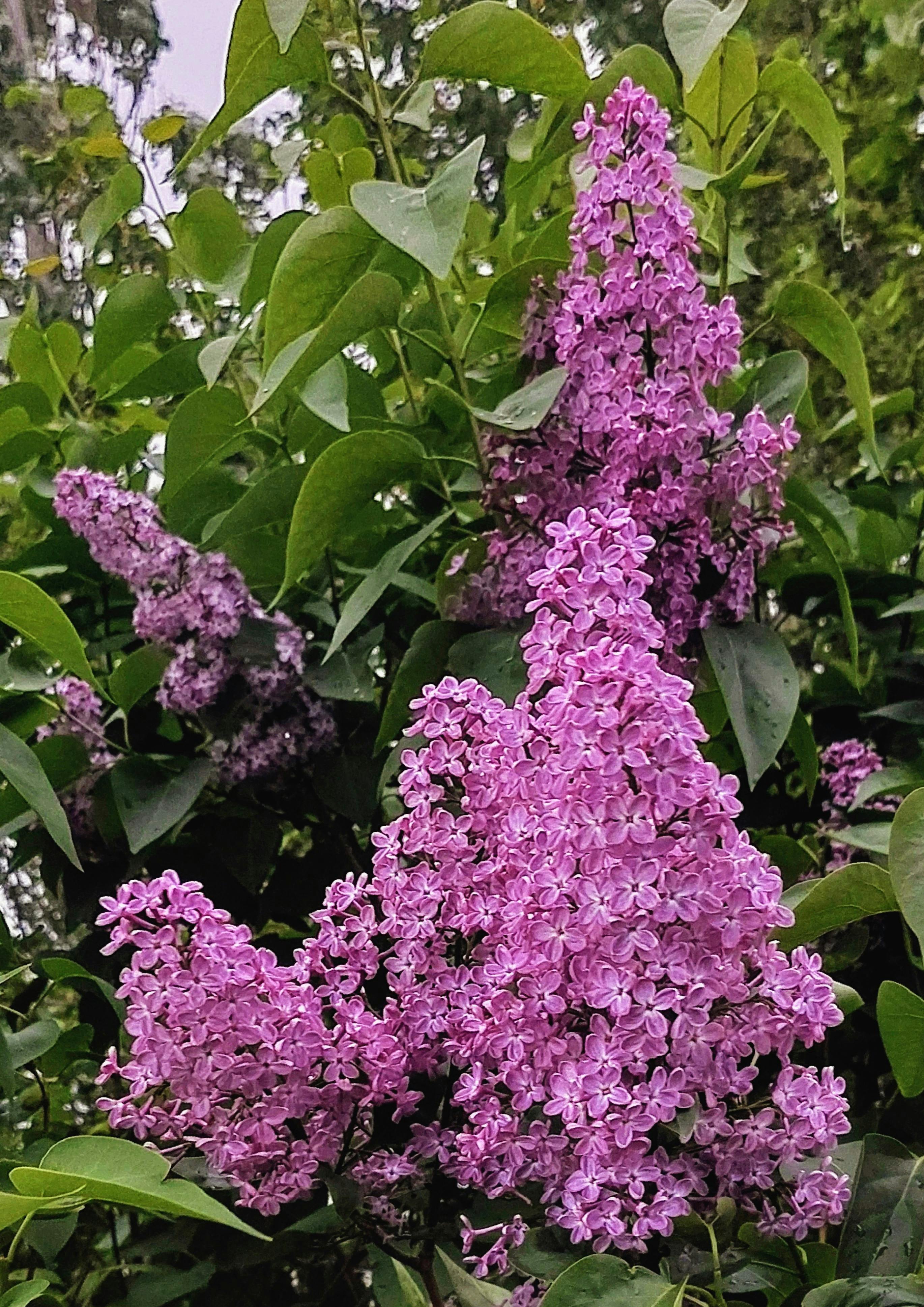 Syringa vulgaris