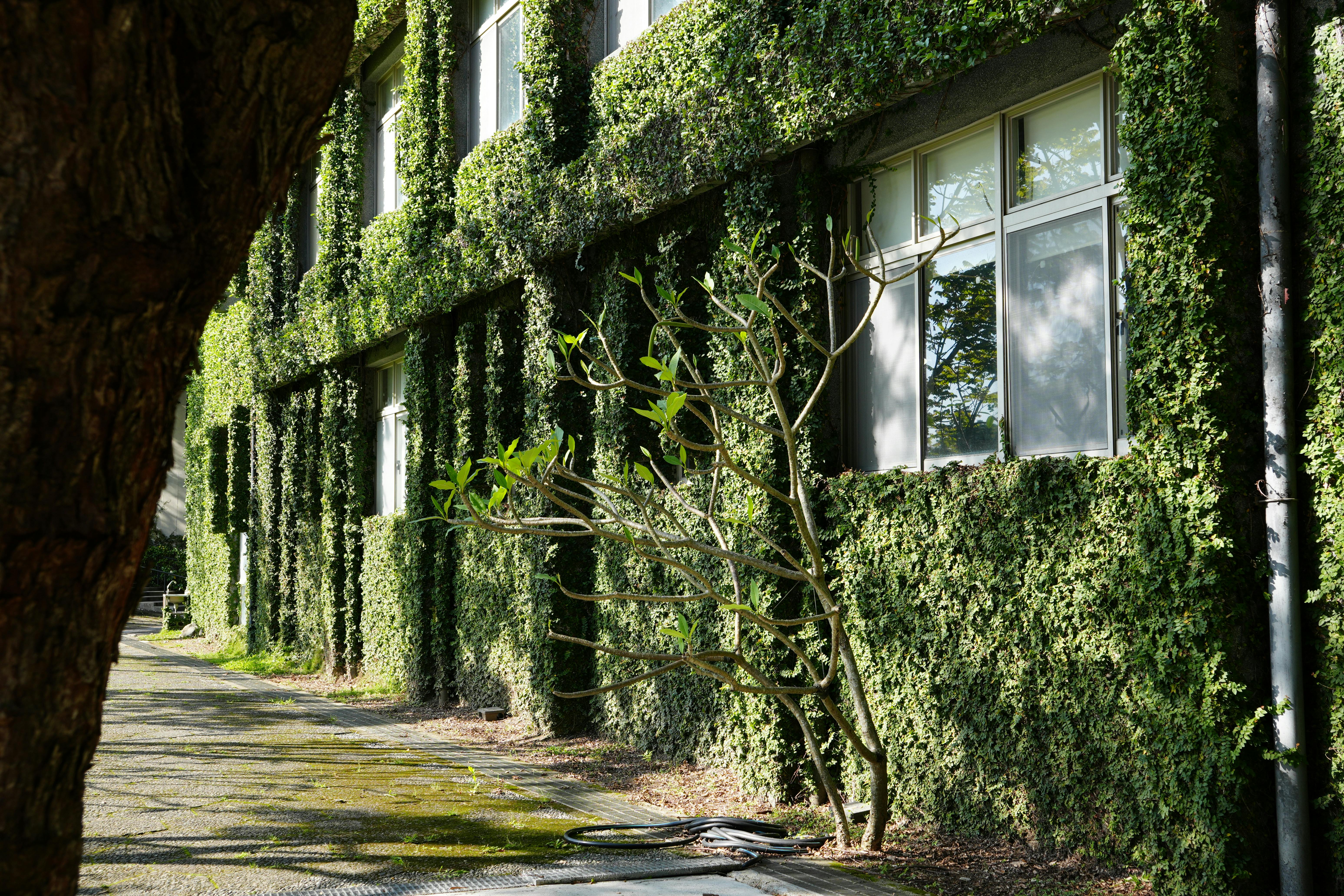 The exterior of a building covered in vibrant green ivy, showcasing natural architecture.