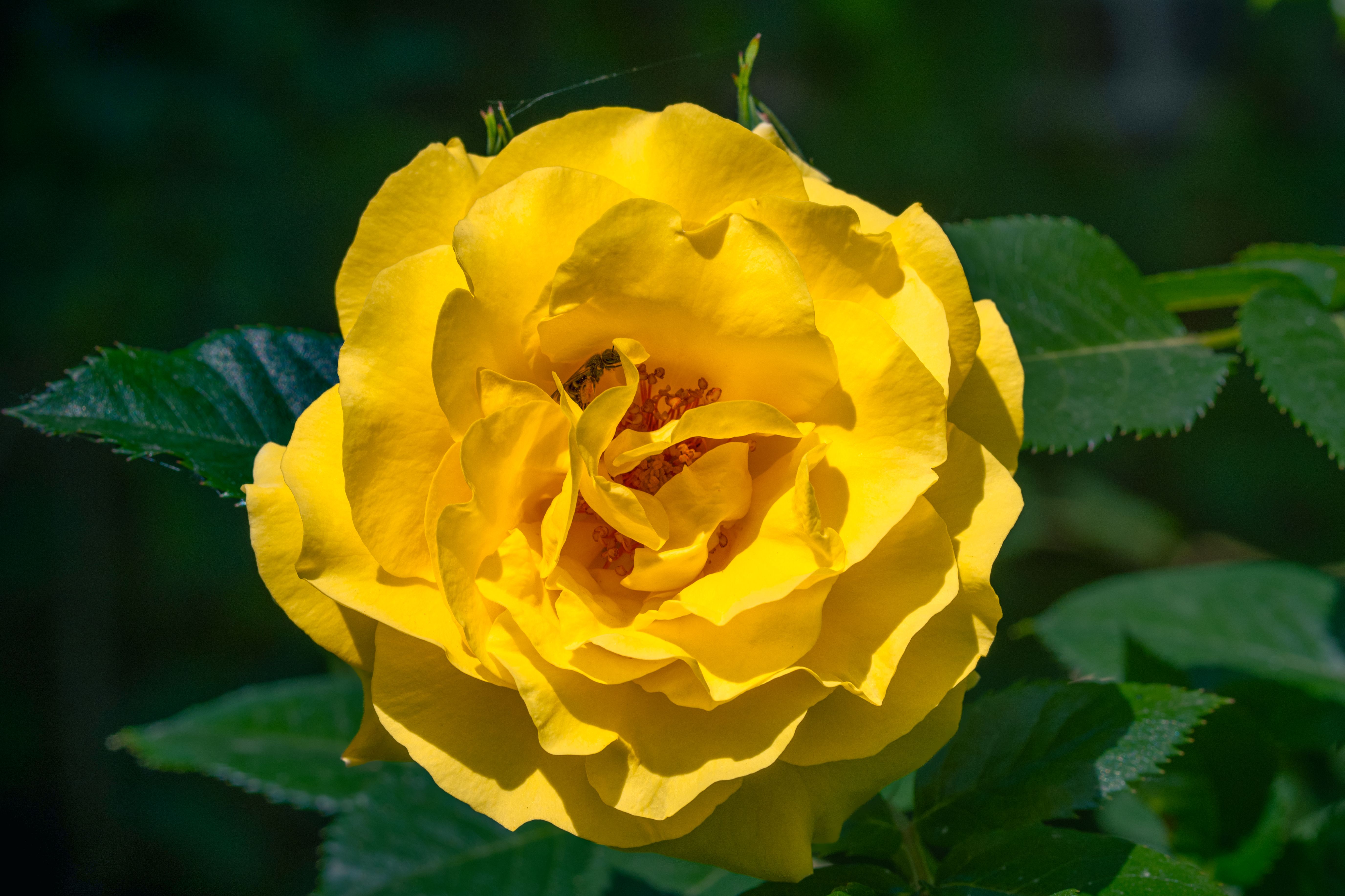 Vibrant Yellow Rose in Bloom Close-up · Free Stock Photo