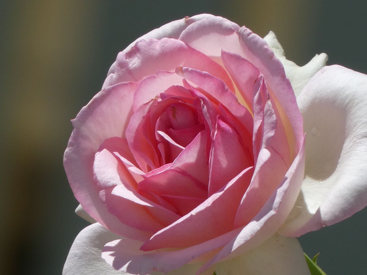 detailed close up of a pink rose flower in full bloom showcasing delic