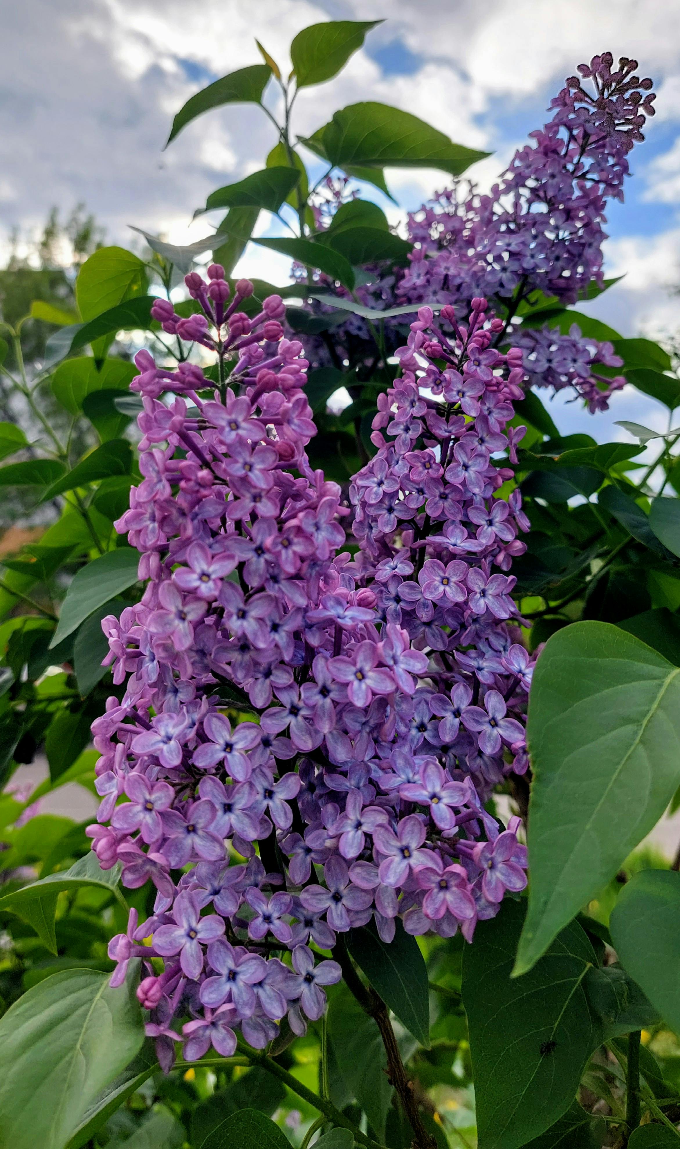 Lilas