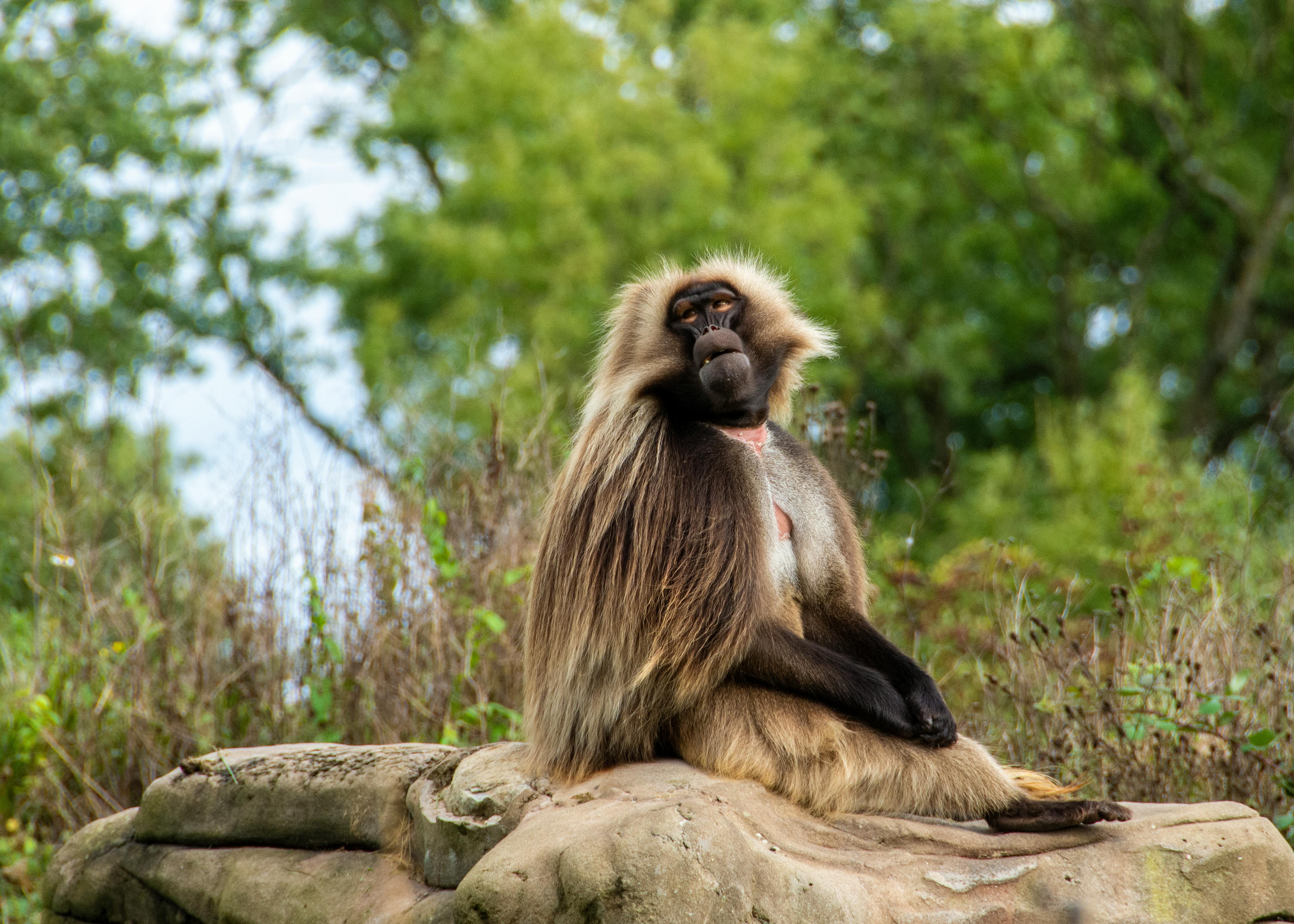 Gelada baboon sits regally on a rock surrounded by lush greenery in a natural habitat.