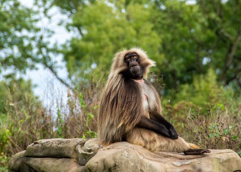 Gelada baboon sits regally on a rock surrounded by lush greenery in a natural habitat.