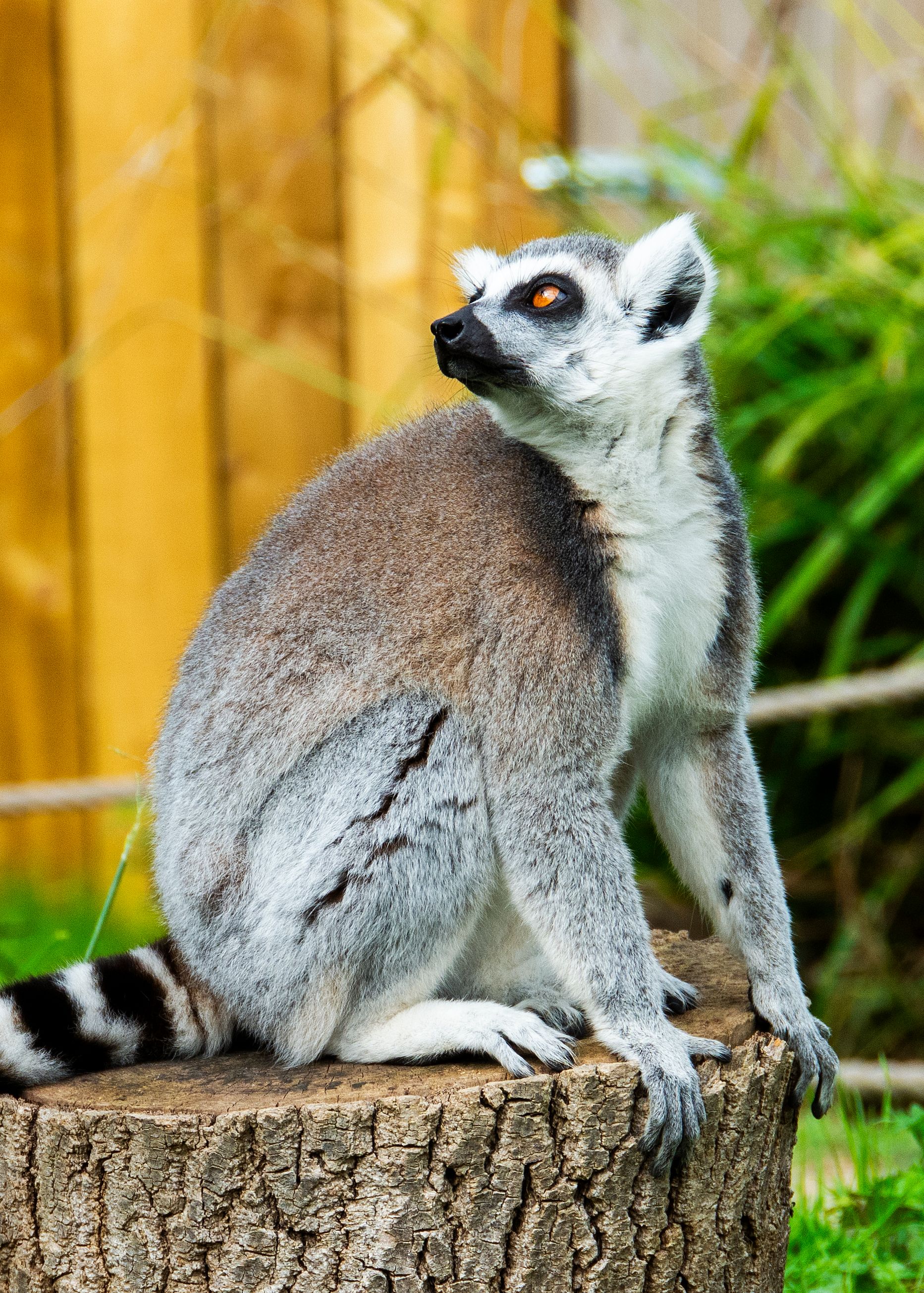 Ring-tailed Lemur in Captivity Sitting Outdoors · Free Stock Photo