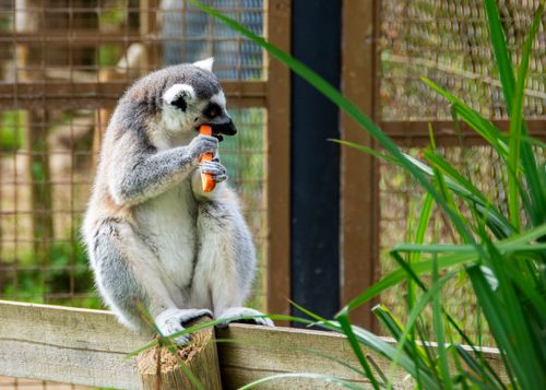 Free A ring-tailed lemur eating a carrot in an outdoor zoo setting. Stock Photo
