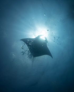 Silhouette of a majestic manta ray swimming gracefully underwater with sunlight streaming through.