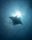 manta ray